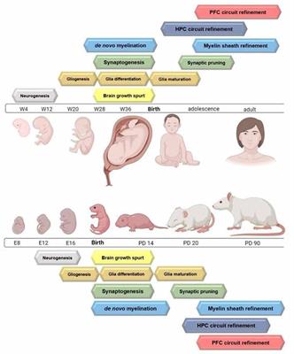 Glia-Driven Brain Circuit Refinement Is Altered by Early-Life Adversity: Behavioral Outcomes